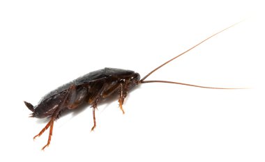 Cockroach on white background. macro clipart