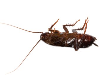 beyaz zemin üzerine hamamböceği. Makro