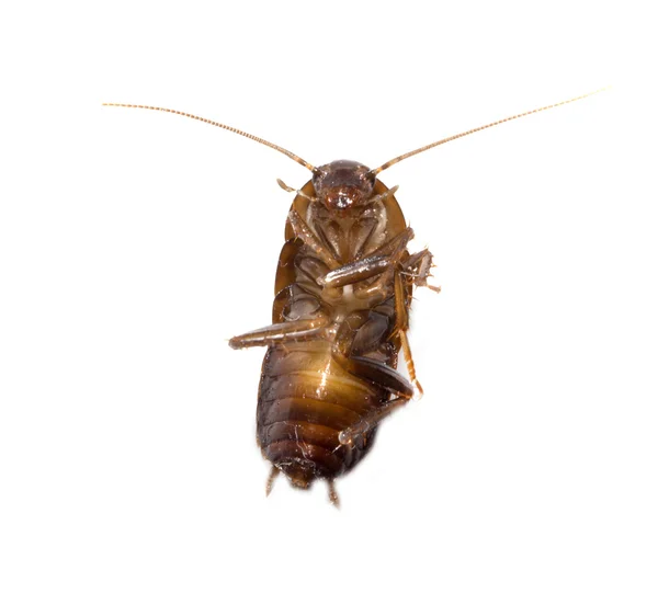 Cockroach on white background. macro — Stock Photo, Image