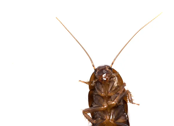 Kakerlake auf weißem Hintergrund. Makro — Stockfoto