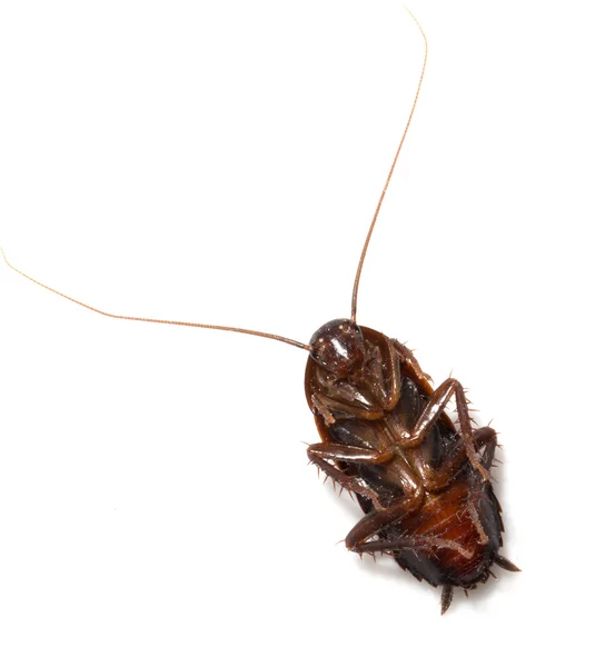 Cucaracha sobre fondo blanco. macro — Foto de Stock