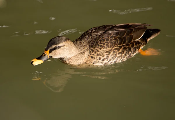 Animali — Foto Stock