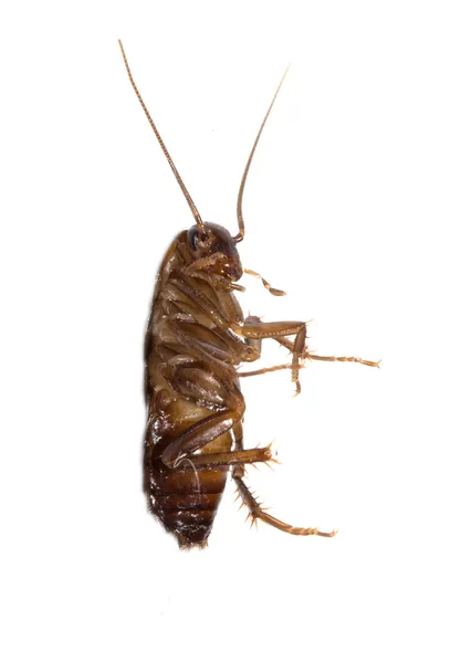 Cockroach on white background. macro — Stock Photo, Image