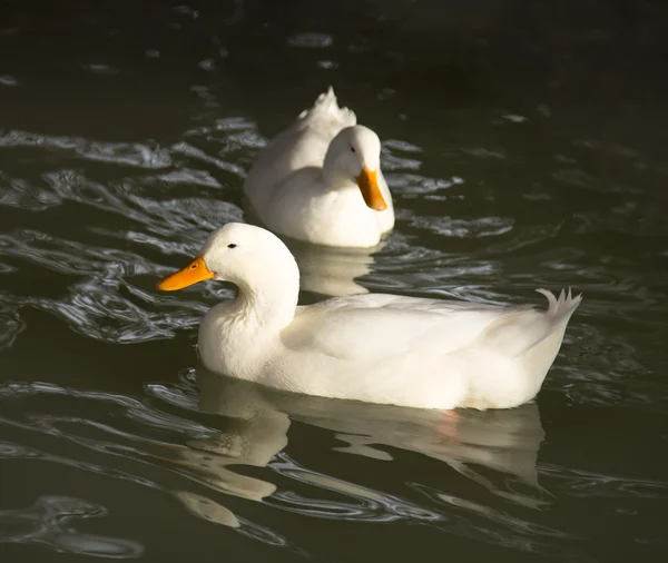 Animal — Stock Photo, Image