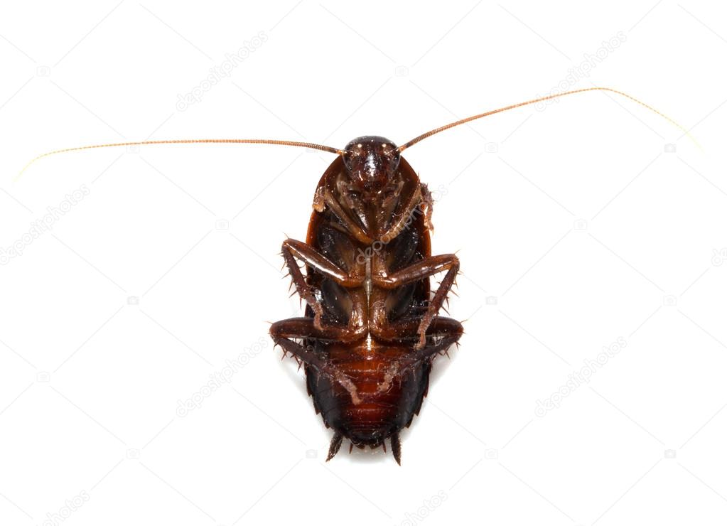 Cockroach on white background. macro