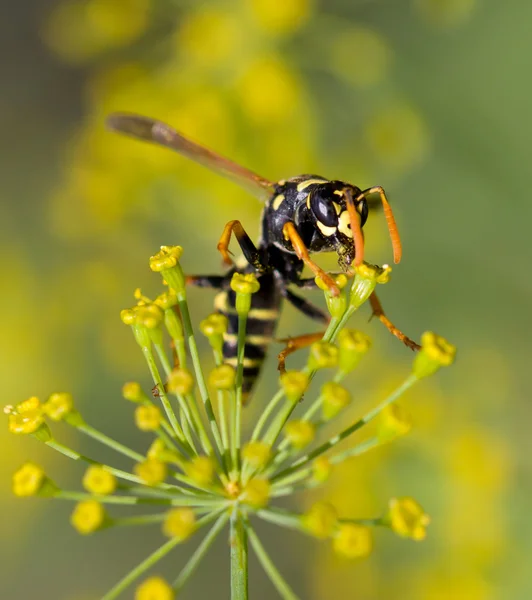 Animal — Stock Photo, Image