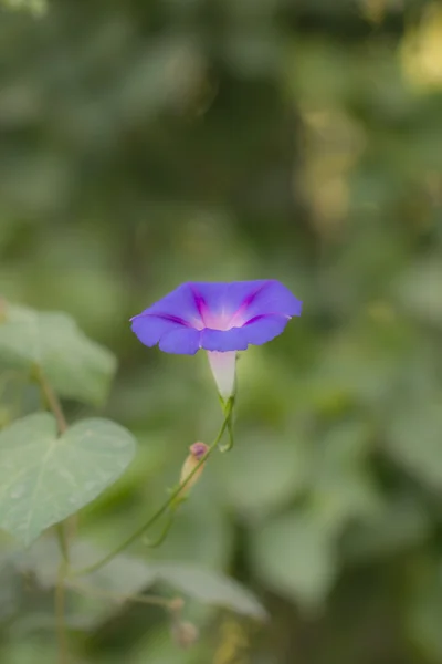 배경 — 스톡 사진