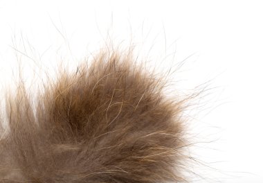 Beyaz arka plan üzerinde kürk