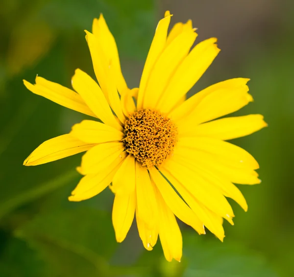 Bellissimo fiore giallo in natura — Foto Stock
