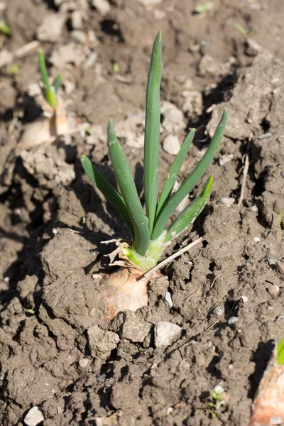 Onions on a bed in the garden — Stock Photo, Image