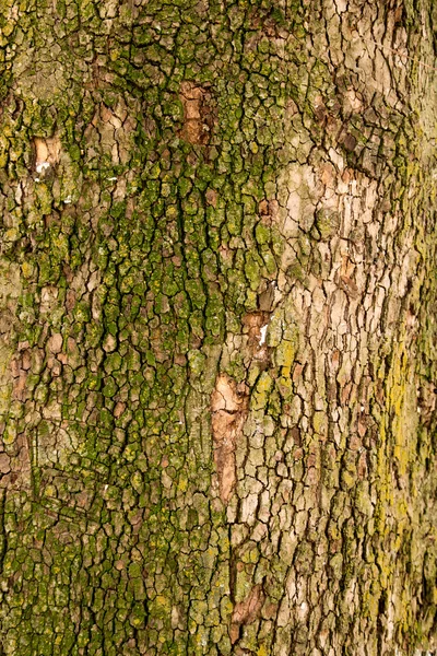 Bakgrund — Stockfoto