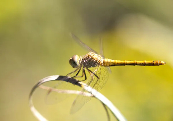 Animali — Foto Stock