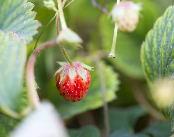 Natuur — Stockfoto