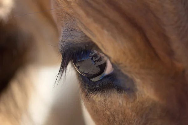 Animal — Stock Photo, Image