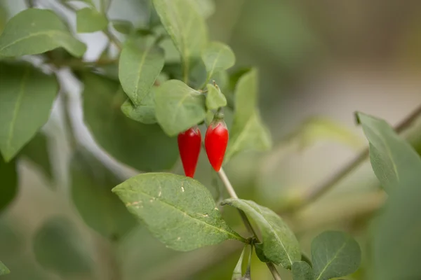 Hintergrund — Stockfoto