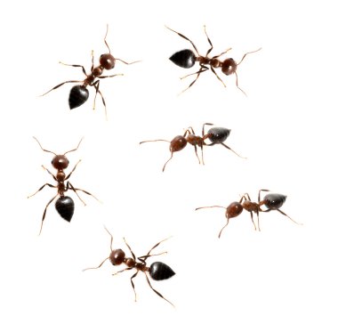 askeri müfreze karıncalar üzerinde beyaz bir arka plan ile. Makro