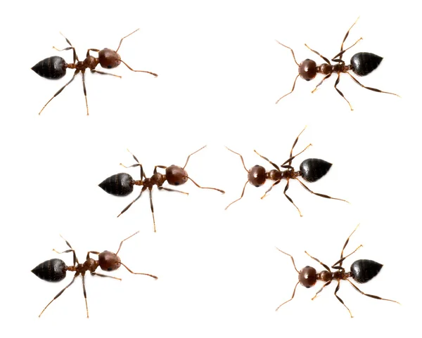 Militärische Abordnung von Ameisen auf weißem Hintergrund. Makro — Stockfoto