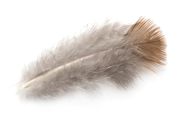 Pigeon feather — Stock Photo, Image