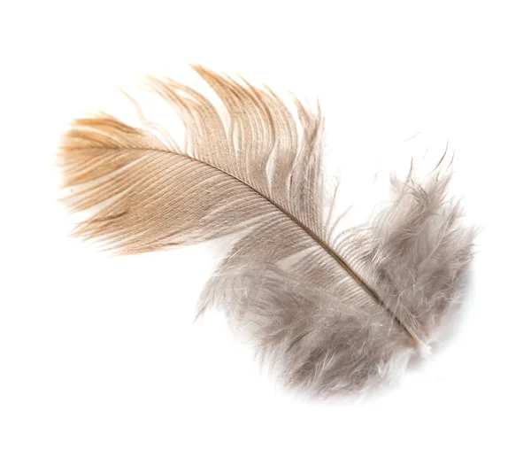 Pigeon feather — Stock Photo, Image