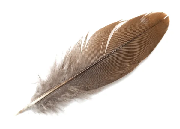 Pigeon feather Stock Picture