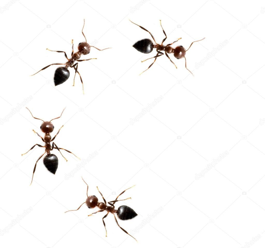 military detachment of ants on a white background. macro