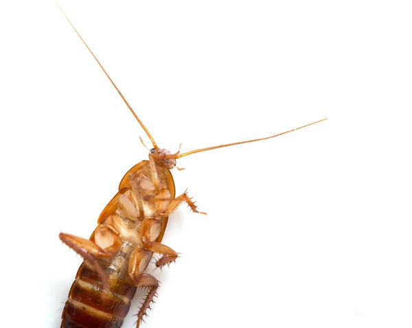 Zrzka šváb na bílém pozadí. makro — Stock fotografie