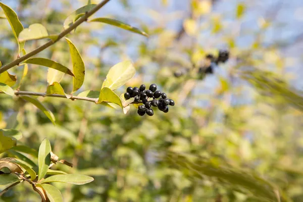 Naturaleza — Foto de Stock