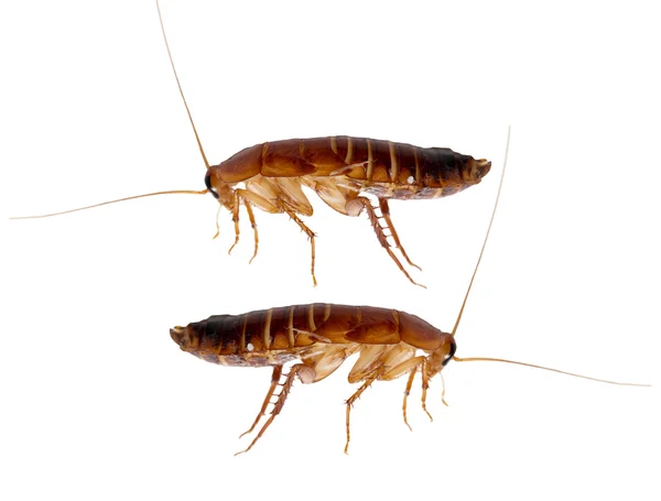 Redhead kakkerlak op witte achtergrond. macro — Stockfoto