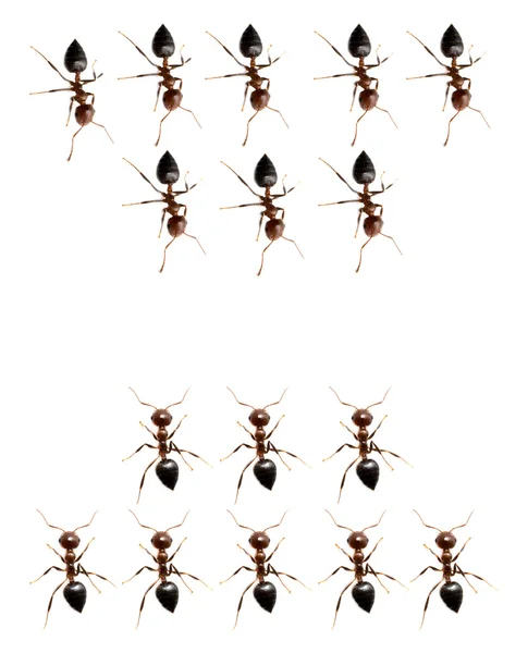 Vojenské oddělení mravenců na bílém pozadí. makro — Stock fotografie