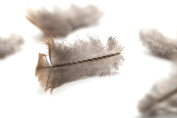 Pigeon feather on white background — Stock Photo, Image