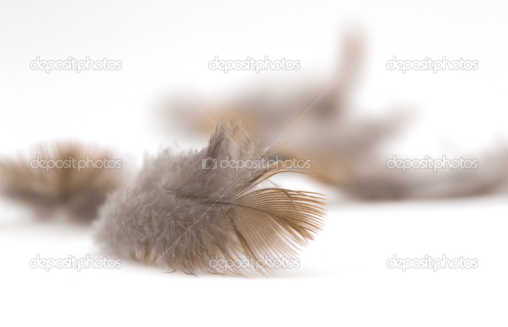 Pigeon feather on white background