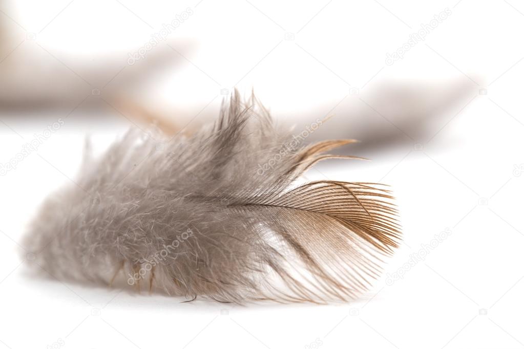 Pigeon feather on white background
