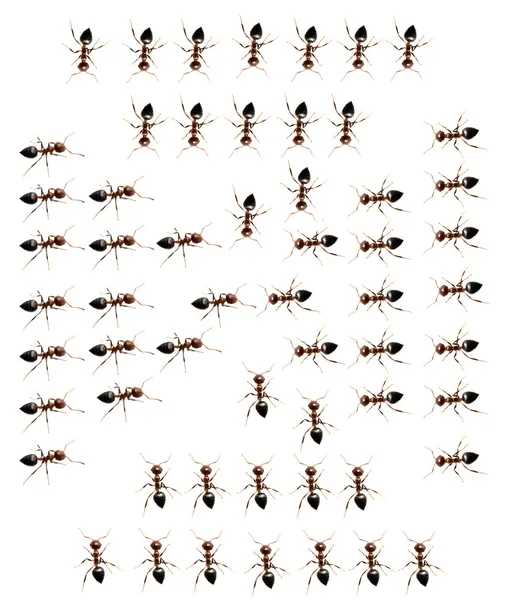 Oddział wojskowy mrówek na białym tle. makro — Zdjęcie stockowe