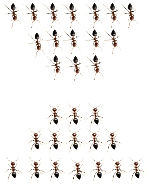 Military detachment of ants on a white background. macro — Stock Photo, Image