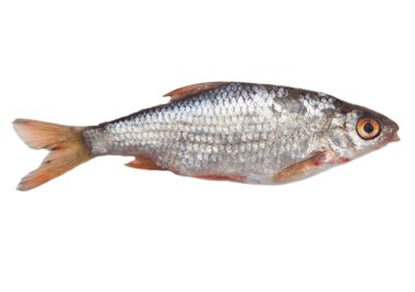 Hayvan.