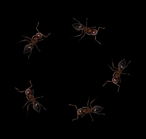 Siyah zemin karıncalar. Makro — Stok fotoğraf