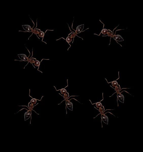 黑色背景上的蚂蚁。宏 — 图库照片