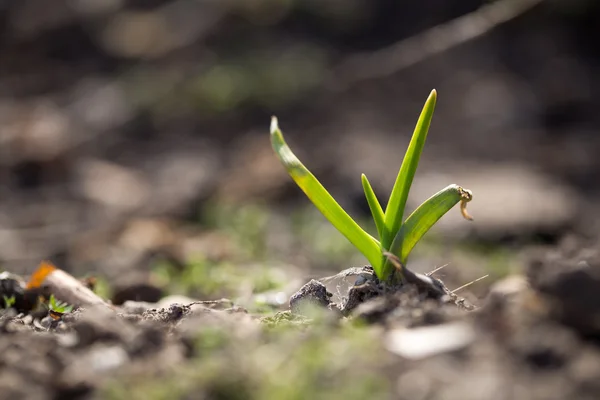 Hintergrund — Stockfoto