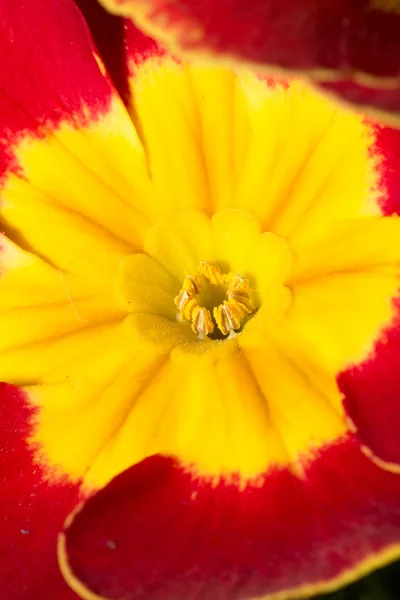 Bakgrund — Stockfoto