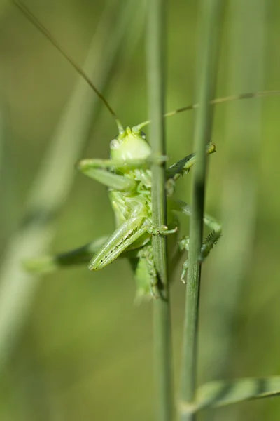 Natureza — Fotografia de Stock