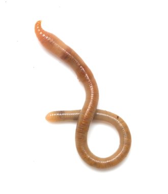 Doğa