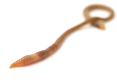 Doğa
