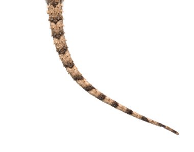 Doğa