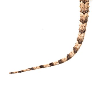 Doğa