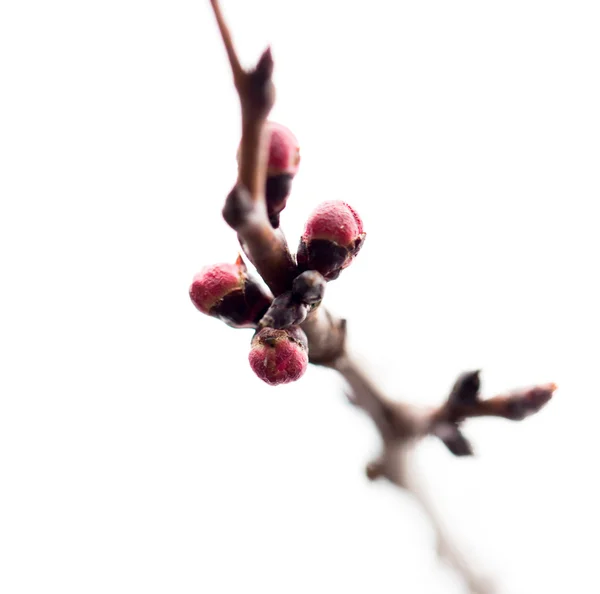 Naturaleza — Foto de Stock