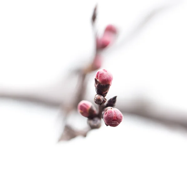 Natur — Stockfoto