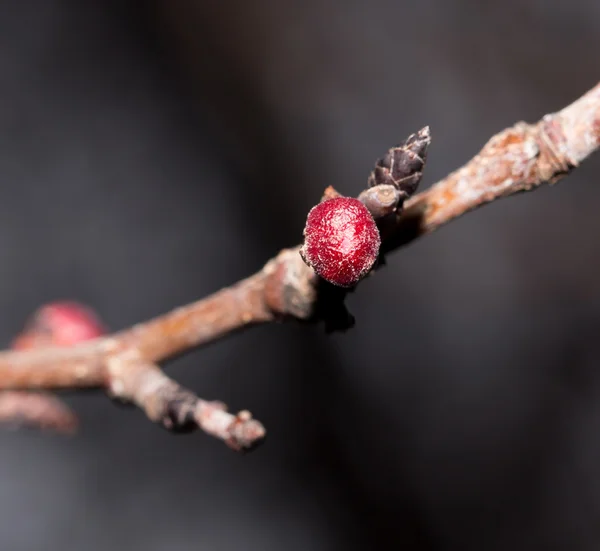 Natur — Stockfoto