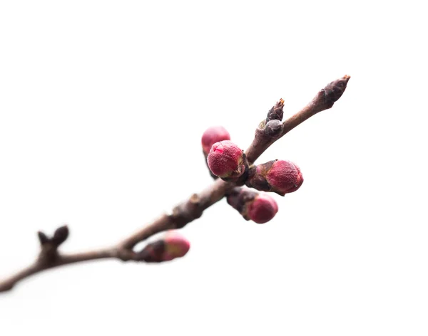 Naturaleza — Foto de Stock