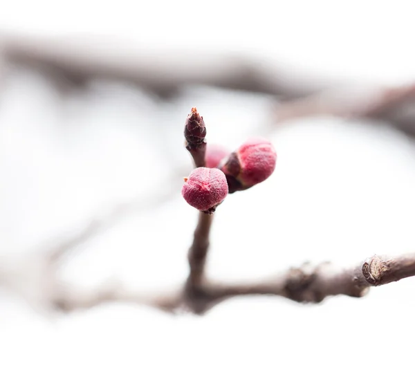 Natuur — Stockfoto