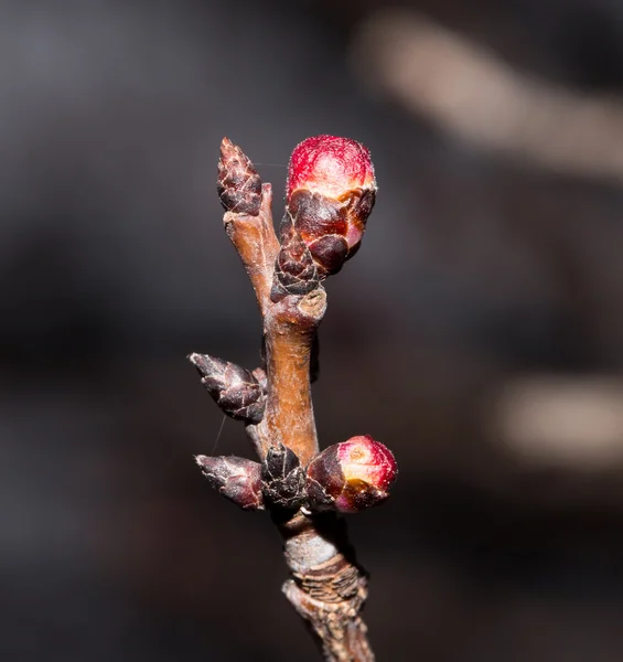 Nature — Stock Photo, Image